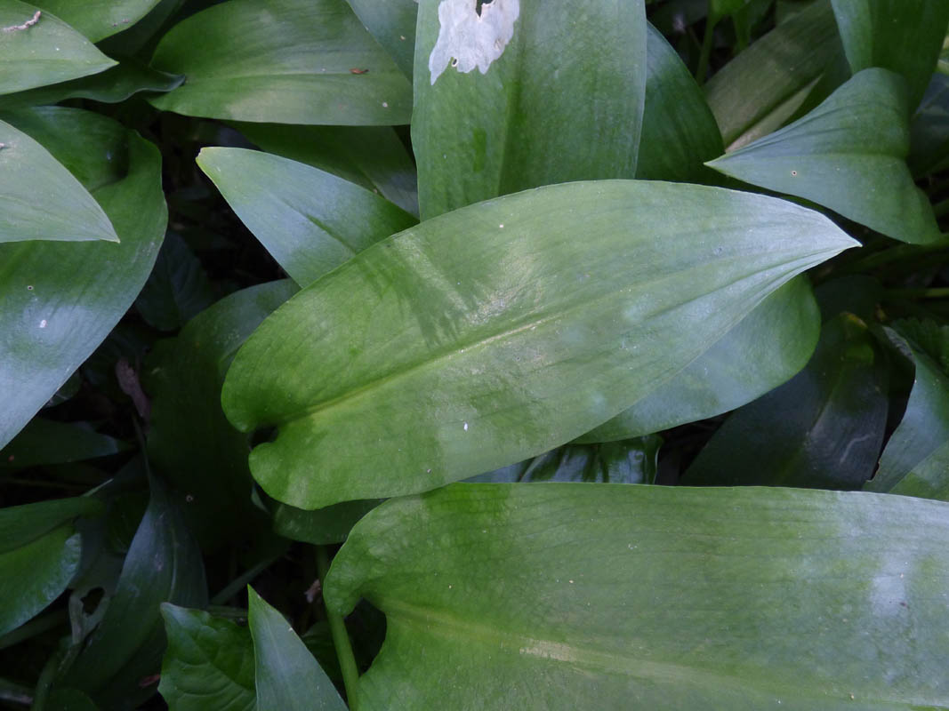 Allium ursinum